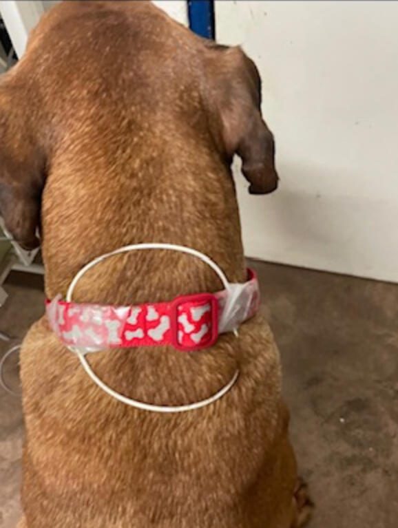 RecoveryRx Veterinary
